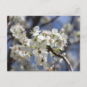 CARTE POSTALE BRADFORD PEAR BLOSSOMS