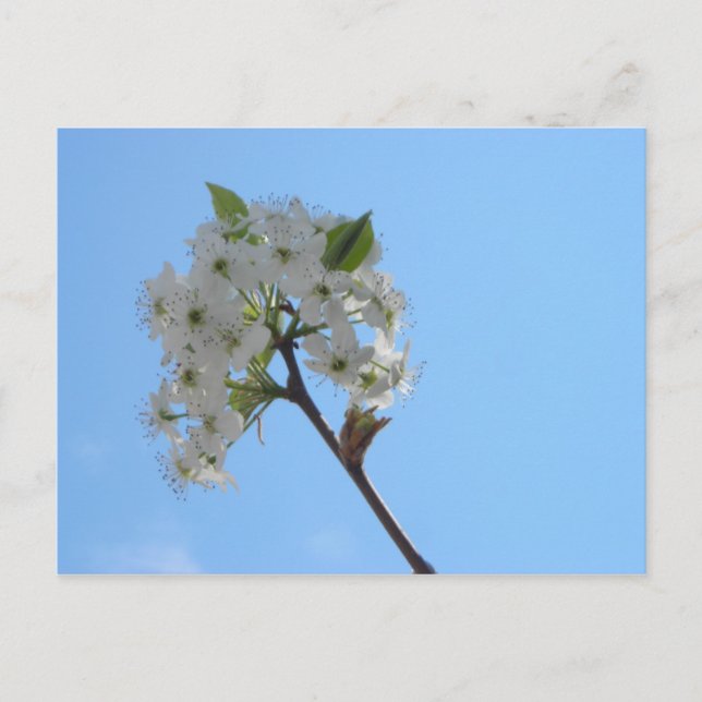 Carte Postale Bradford Pear Tree (Devant)