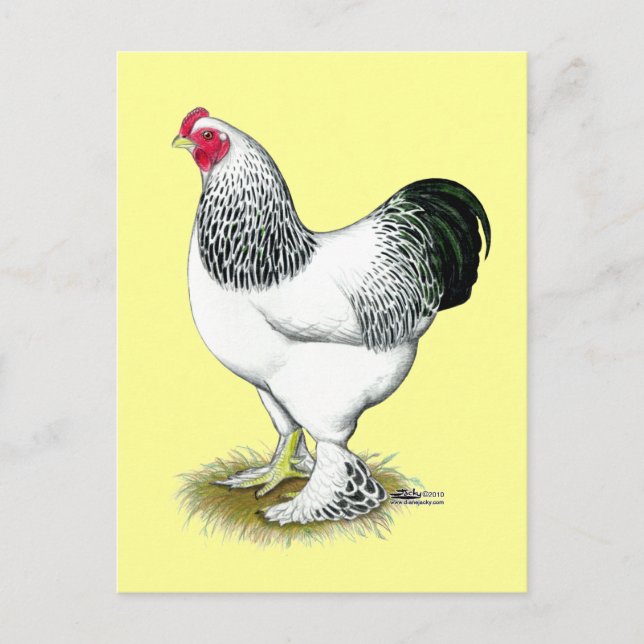 Carte Postale Brahma :  Rooster léger (Devant)