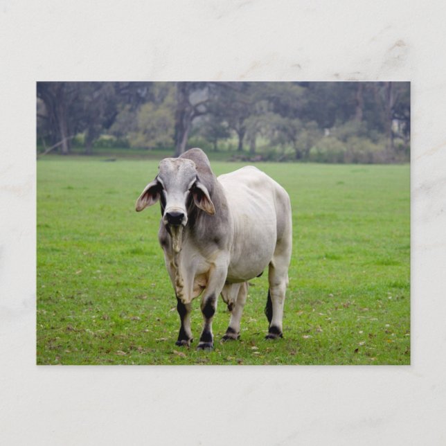 Carte Postale Brahman (aka. Brahma) Taureau dans le domaine (Devant)