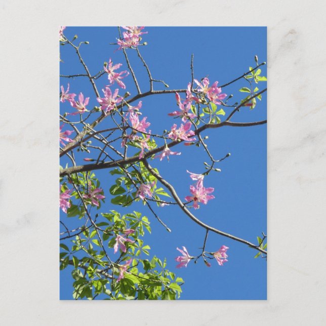 Carte Postale Branche avec fleurs (Devant)