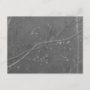 Carte Postale Branche dans la pluie
