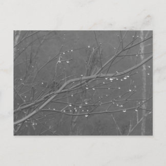 Carte Postale Branche dans la pluie