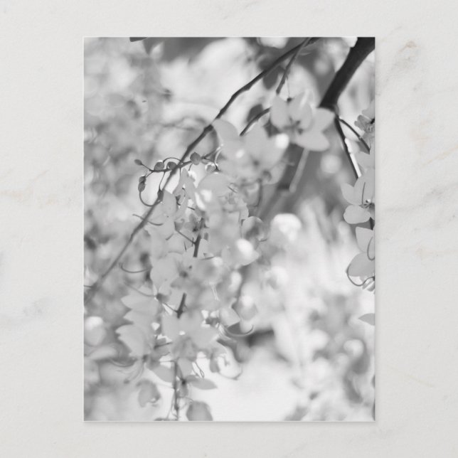 Carte Postale Branche de fleurs noires et blanches (Devant)