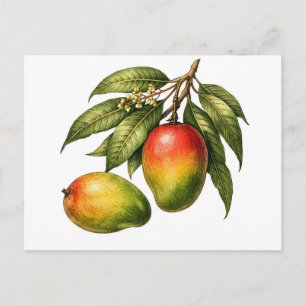 Carte Postale Branche de fruit de mangue de style vintage 