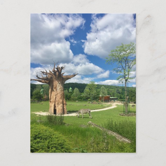 Carte Postale Branche De L'Arbre Du Baobab Personnaliser Destiny (Devant)