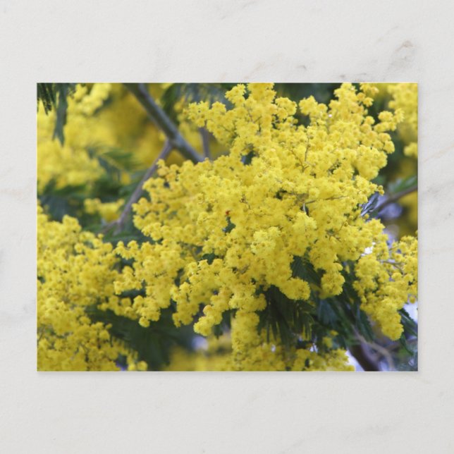 Carte Postale Branche de mimosa (Devant)