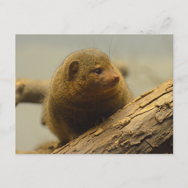 Carte Postale Branche de Mongoose a Tree (Devant)