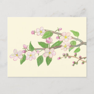 Carte Postale Branche de pommier en fleurs