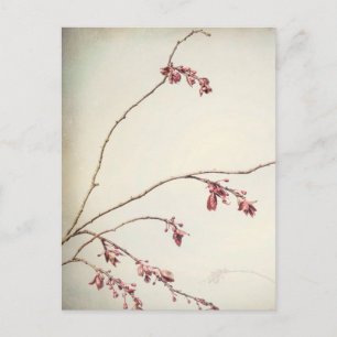 Carte Postale Branche de prunier avec bourgeons de printemps   S