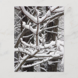 Carte Postale Branches couvertes de neige