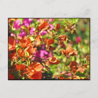 Carte Postale Branches de Bougainvilliers
