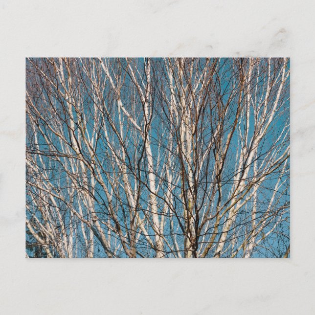 Carte Postale Branches de bouleau d'argent au soleil (Devant)