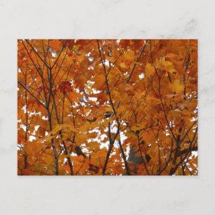 Carte Postale Branches de feuilles d'érable I Automne orange