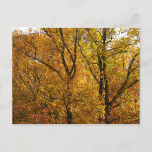 Carte Postale Branches de Feuilles Jaunes Bright Automne Coloré