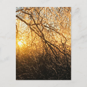 Carte Postale branches de glace au coucher du soleil