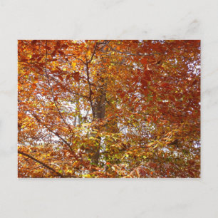 Carte Postale Branches de la nature d'automne Feuille orange