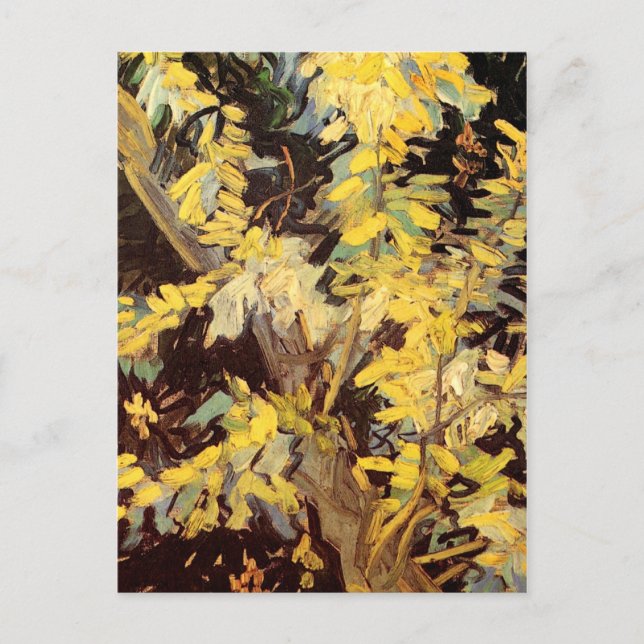 Carte Postale Branches de l'acacia en floraison, Vincent van Gog (Devant)
