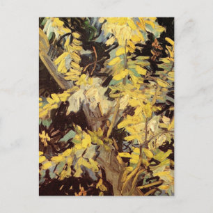 Carte Postale Branches de l'acacia florissante par Vincent van G