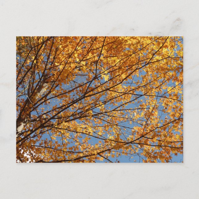 Carte Postale Branches de Maple Feuilles II Orange Automne (Devant)