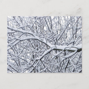 Carte Postale Branches de neige