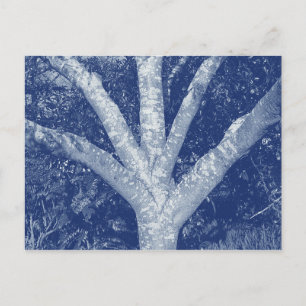 Carte Postale Branches fourrées - Effet Cyanotype