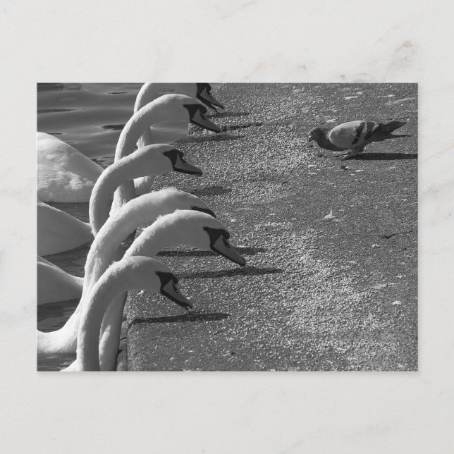 Carte Postale Brave Pigeon (Devant)