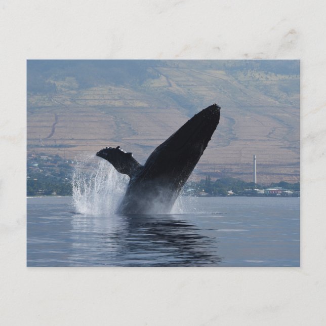 Carte Postale brèche de baleine à bosse (Devant)
