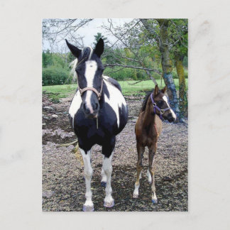 Carte Postale Breezie n Zura