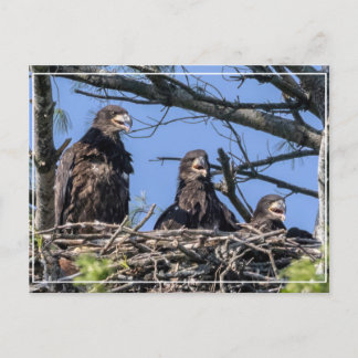 Carte Postale Brelan