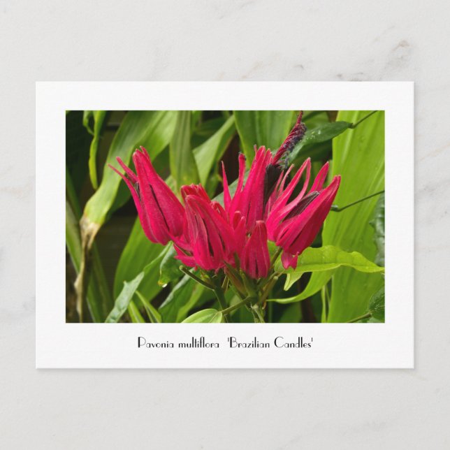 Carte postale brésilienne inhabituelle ou beaucoup (Devant)