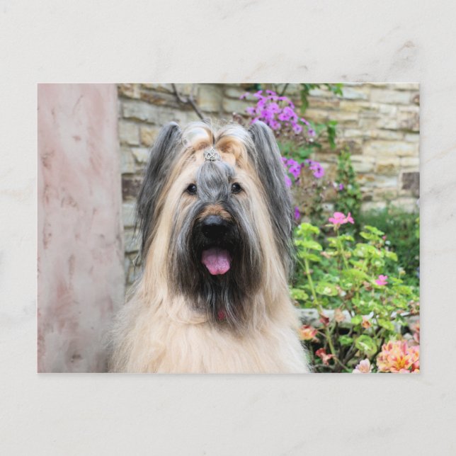 Carte Postale Briard Dog dans une Tiara "Queen Bee" (Devant)