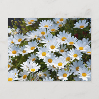 Carte Postale Briefkaart "veld vol madeliefjes"