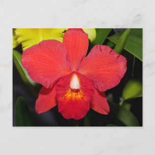 Carte postale Bright Red Orchid