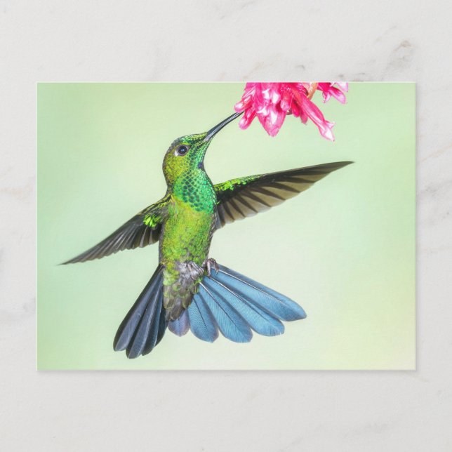 Carte Postale Brillant colibri à couronnes vertes et Fleur rose (Devant)