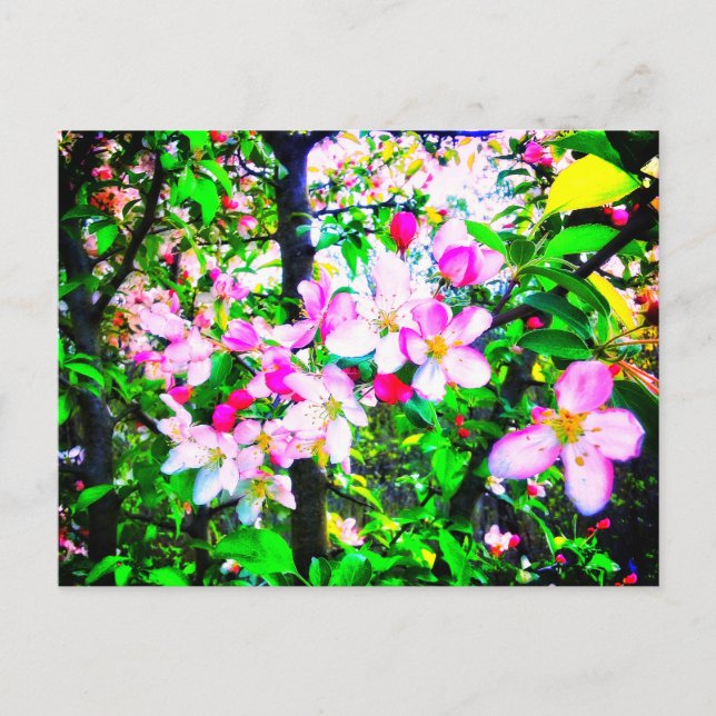 CARTE POSTALE BRILLANTE DES BLOSSOMS (Devant)