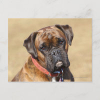 Brindle Boxer Chien