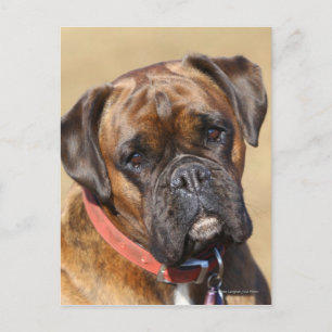 Carte Postale Brindle Boxer Chien