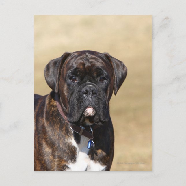 Carte Postale Brindle Boxer Chien debout (Devant)