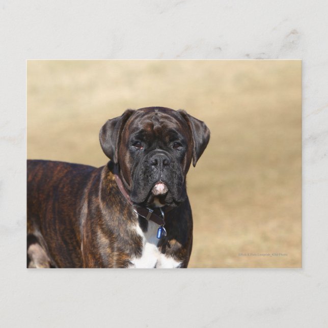 Carte Postale Brindle Boxer Chien debout (Devant)