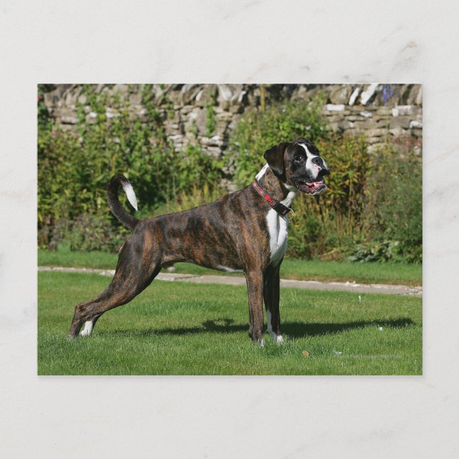 Carte Postale Brindle Boxer Dog Show Stance (Devant)