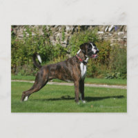Brindle Boxer Dog Show Stance