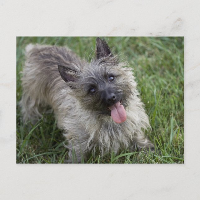 Carte postale Brindle Cairn Terrier (Devant)