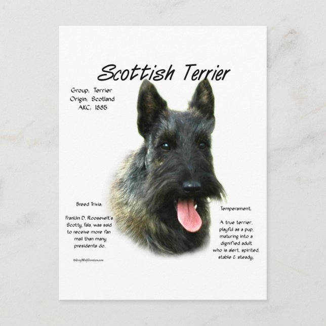 Carte Postale Brindle Scottish Terrier History (Devant)