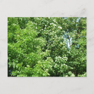 Carte Postale Brise d'été