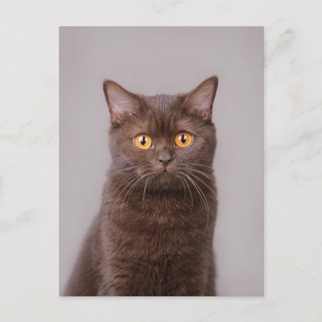 Carte Postale British shorthair (Devant)