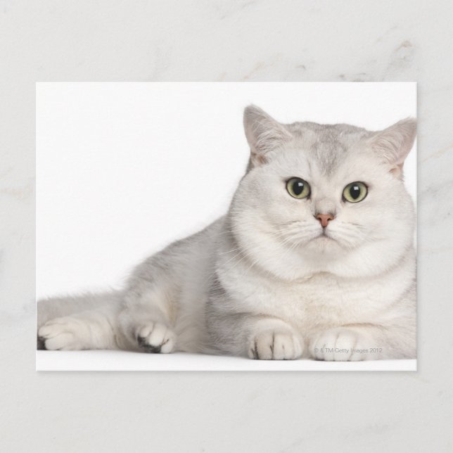Carte Postale British Shorthair (2 ans) devant (Devant)