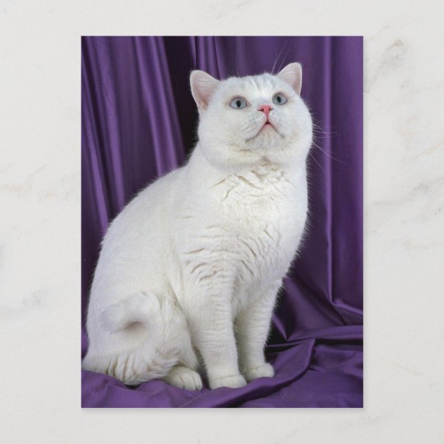 Carte Postale British Shorthair, blanc (Devant)