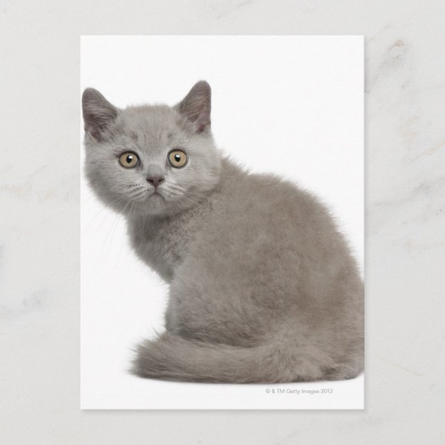 Carte Postale British Shorthair Kitten | 10 Semaines (Devant)