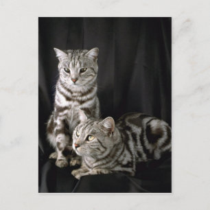 Carte Postale British Shorthair, tabby argenté